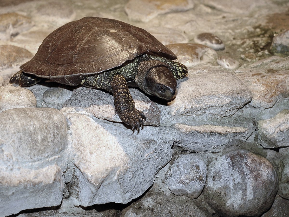 Черепахи новосибирск. Европейская Болотная черепаха. Черепашата Болотной черепахи. Европейская Болотная черепаха (Emys orbicularis). Болотная черепаха хищник.