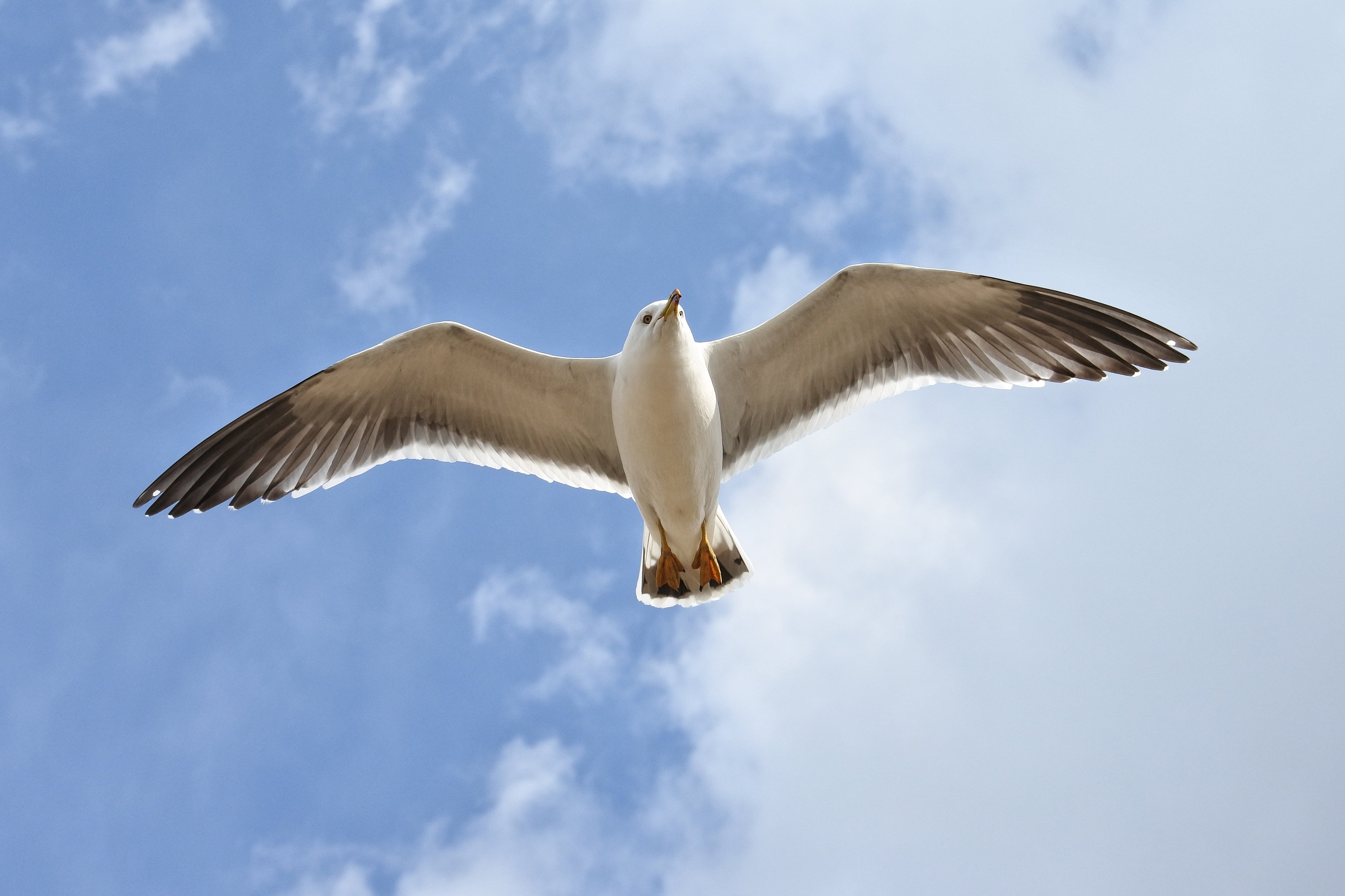 Небесные обитатели. Животное в небе. Альбатрос с расправленными крыльями. Фото Чайки в полете.