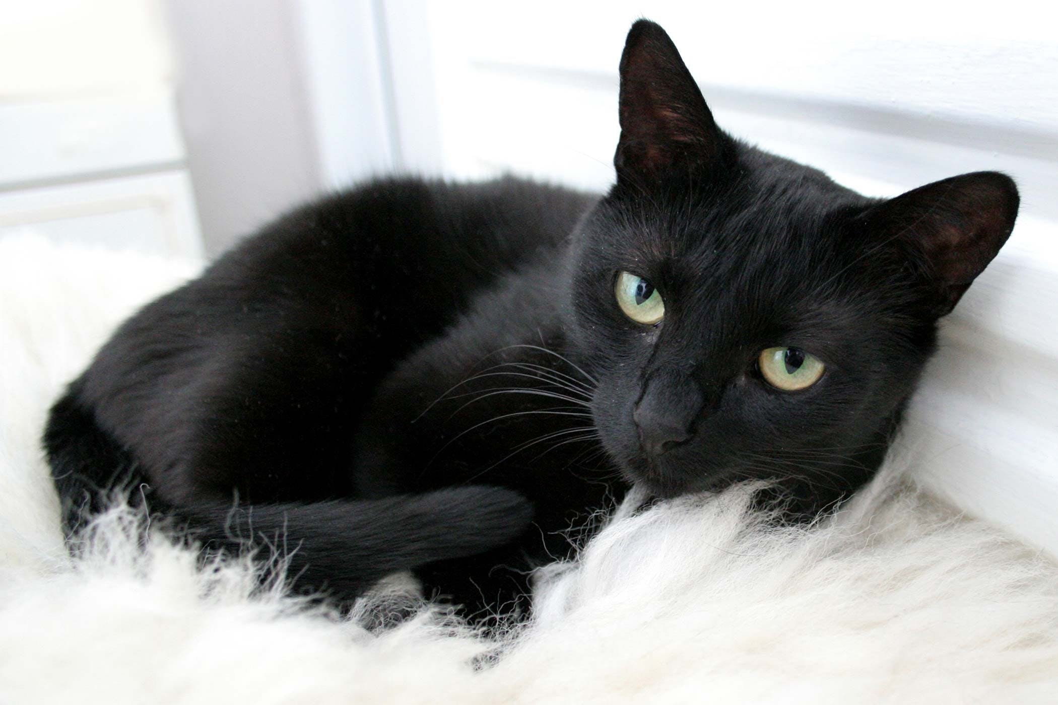 Взять черную кошку. Чёрная кошка порода Бомбейская. Бомбейская кошка пушистая. Бомбейская кошка черно белая. Бомбейская кошка длинношерстная.