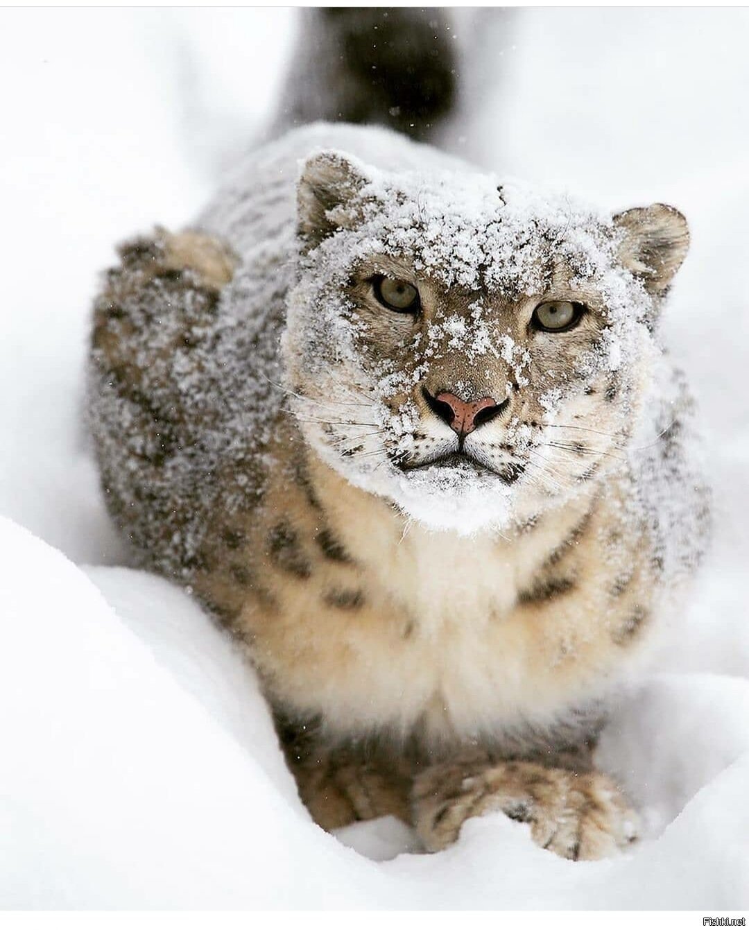 Барс и рысь. Снежный Барс Ирбис. Снежный леопард Ирбис. Ирбис снежный Барс в природе.