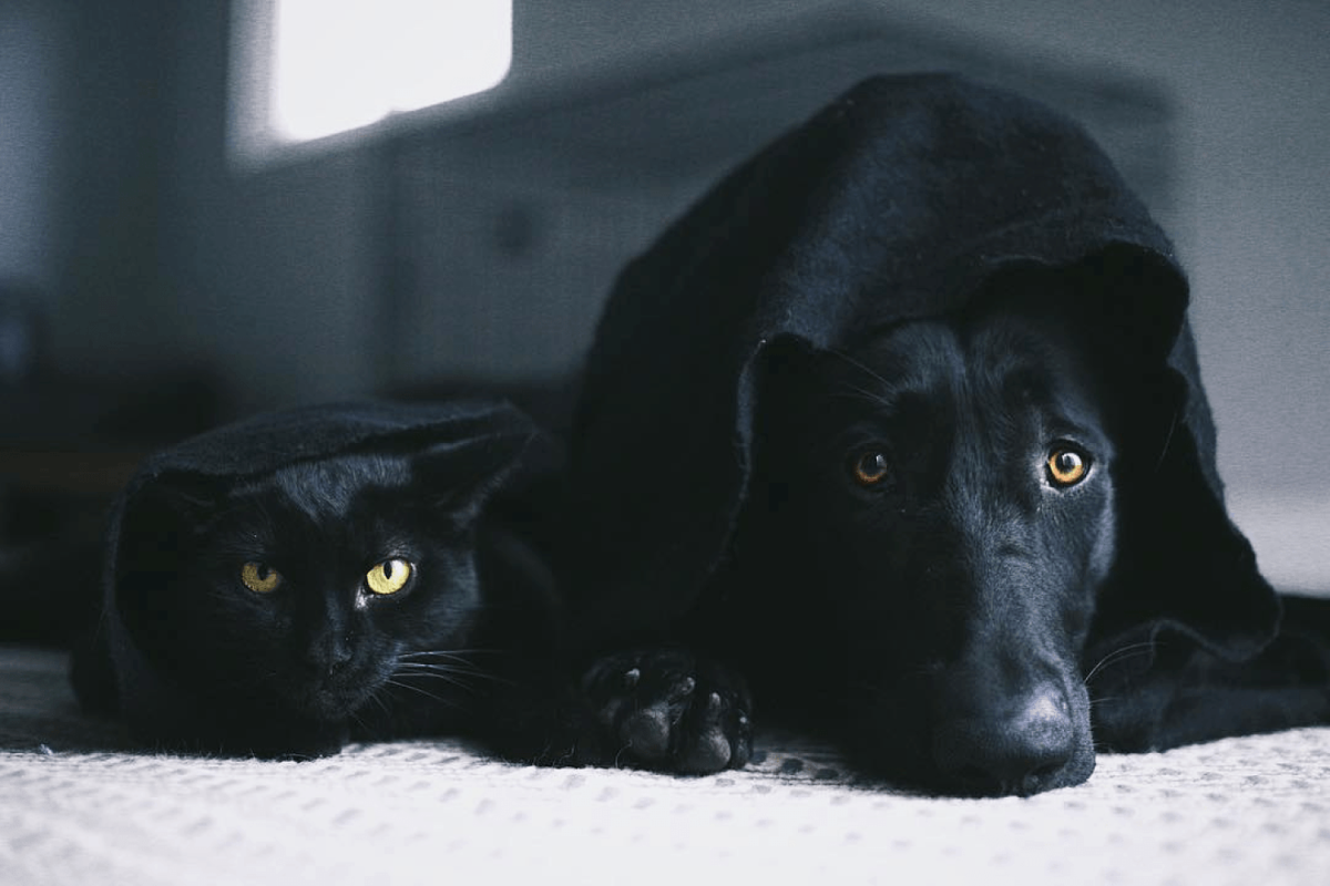 Черные псы это. Сириус Блэк черный пес. Шотландская вислоухая овчарка. Черная кошка. Черная кошка и собака.