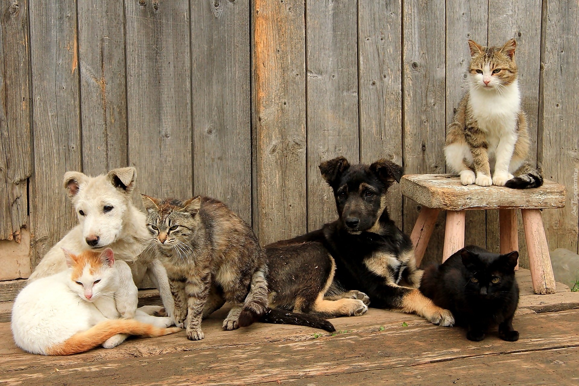 Кот в собаках 2. Кошки и собаки. Деревенская кошка. Бездомные животные в деревне. Животные в деревне.