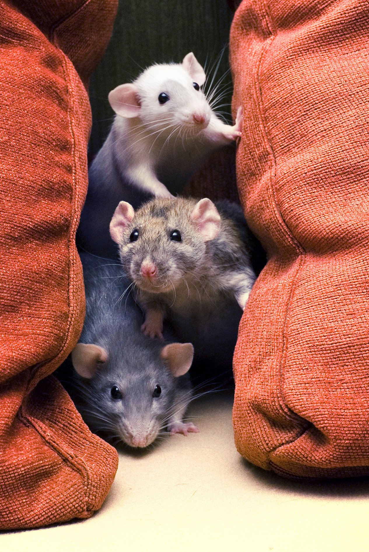 Семья хомяка. Крыски. Красивые крысы. Мыши. Три крысы.