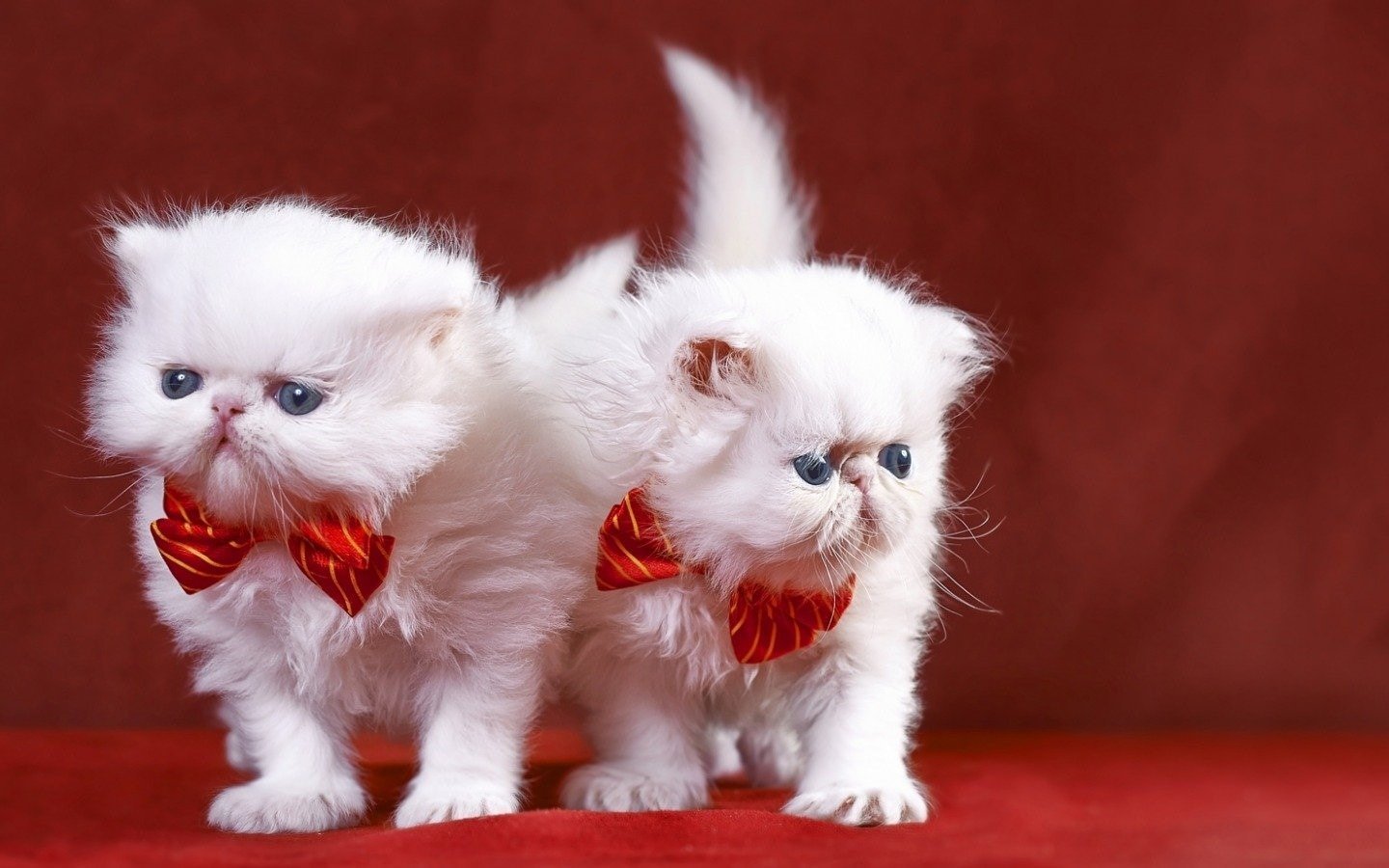 Кошечка с бантиком. Кошка с бантиком. Персидская кошка с бантиком. Белый котенок.