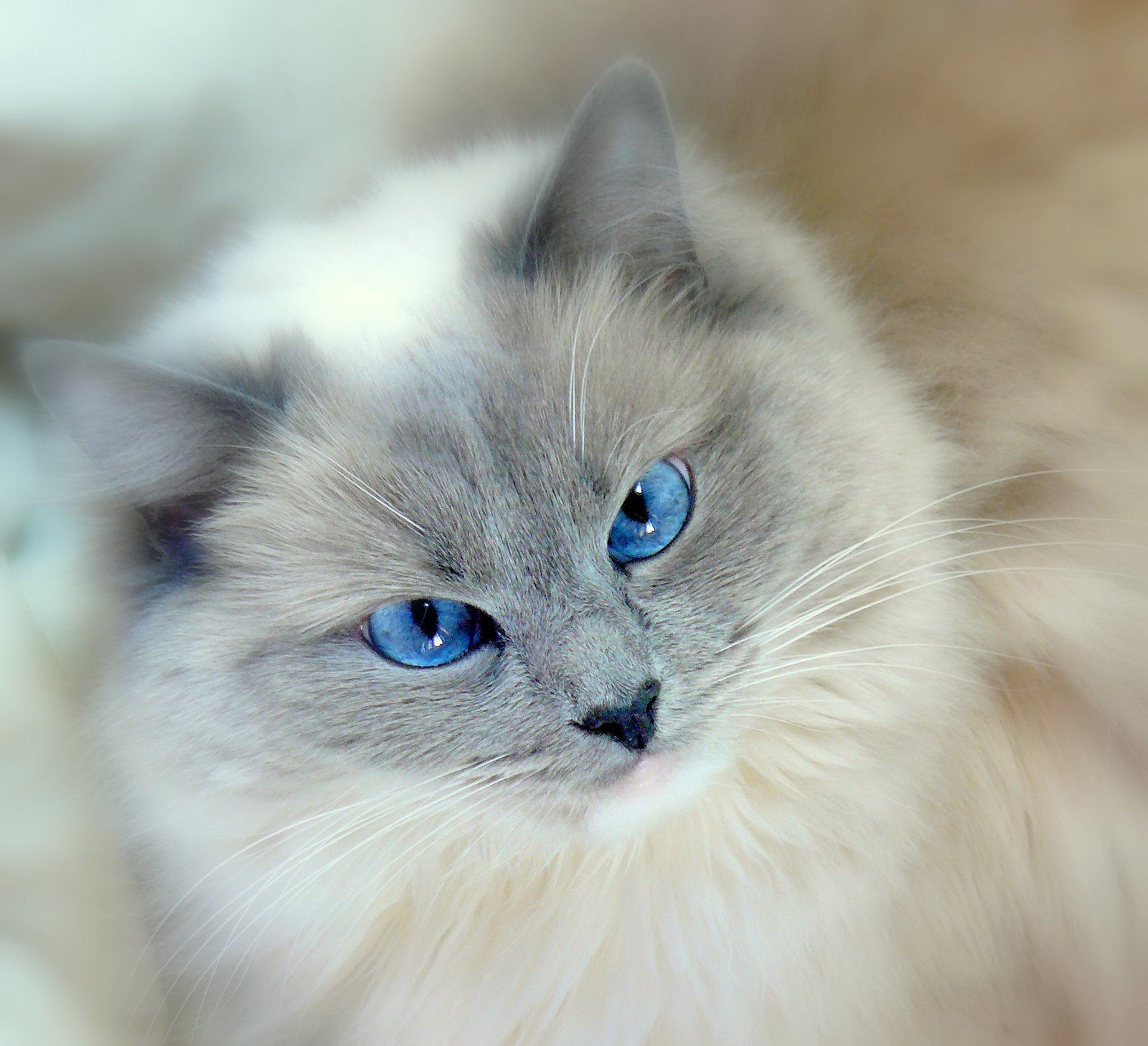 Породы котов с голубыми глазами. Порода Рэгдолл. Сиамский Рэгдолл. Кошка Рэгдолл голубоглазый. Длинношерстный Рэгдолл.