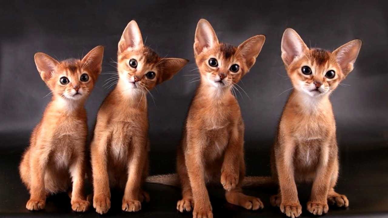 Абиссинская кошка. Египетская кошка Абиссинская. Порода кошек абиссинец. Абиссинская порода кошек котята.