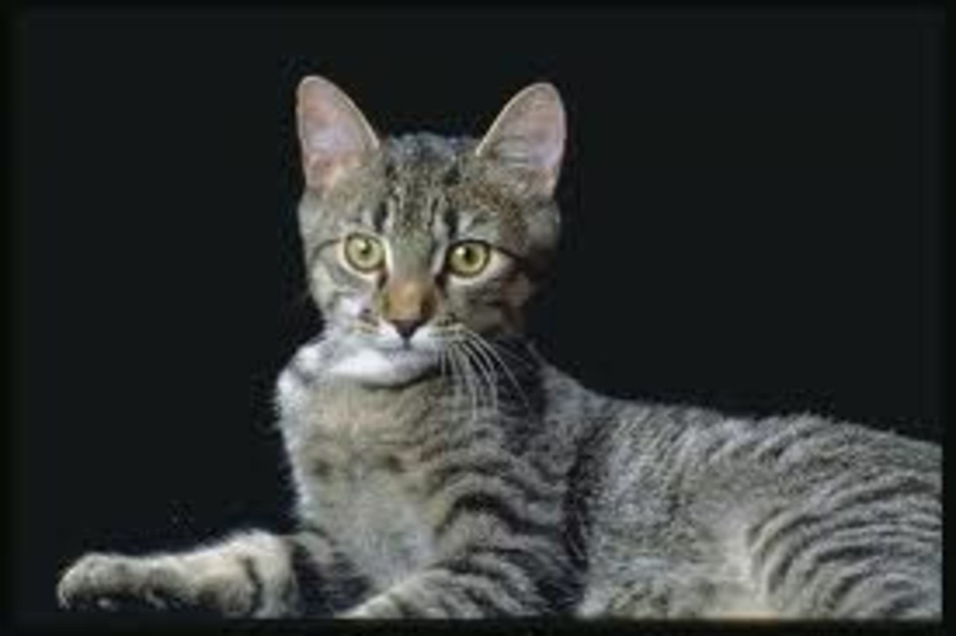 Серая кошка с черными пятнами. Тойгер кошка серая. Серая полосатая кошка. Серый полосатый кот порода. Серая кошка с черными полосками.