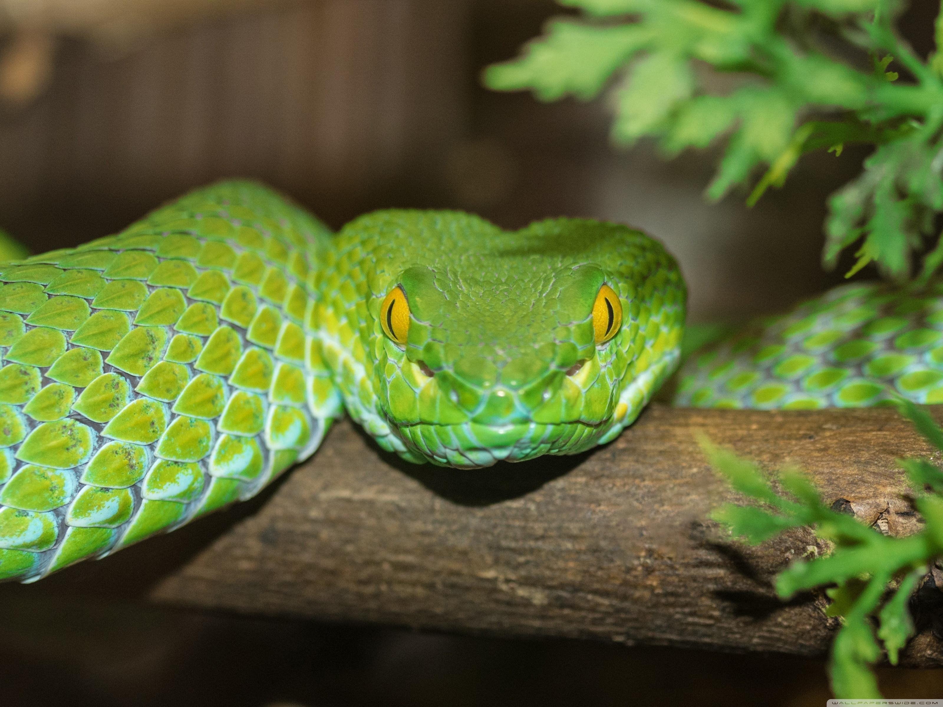 Большие зеленые змеи. Смарагдовый полоз. Смарагдовый полоз зеленый. Голубая куфия змея. Змея питон зеленый.