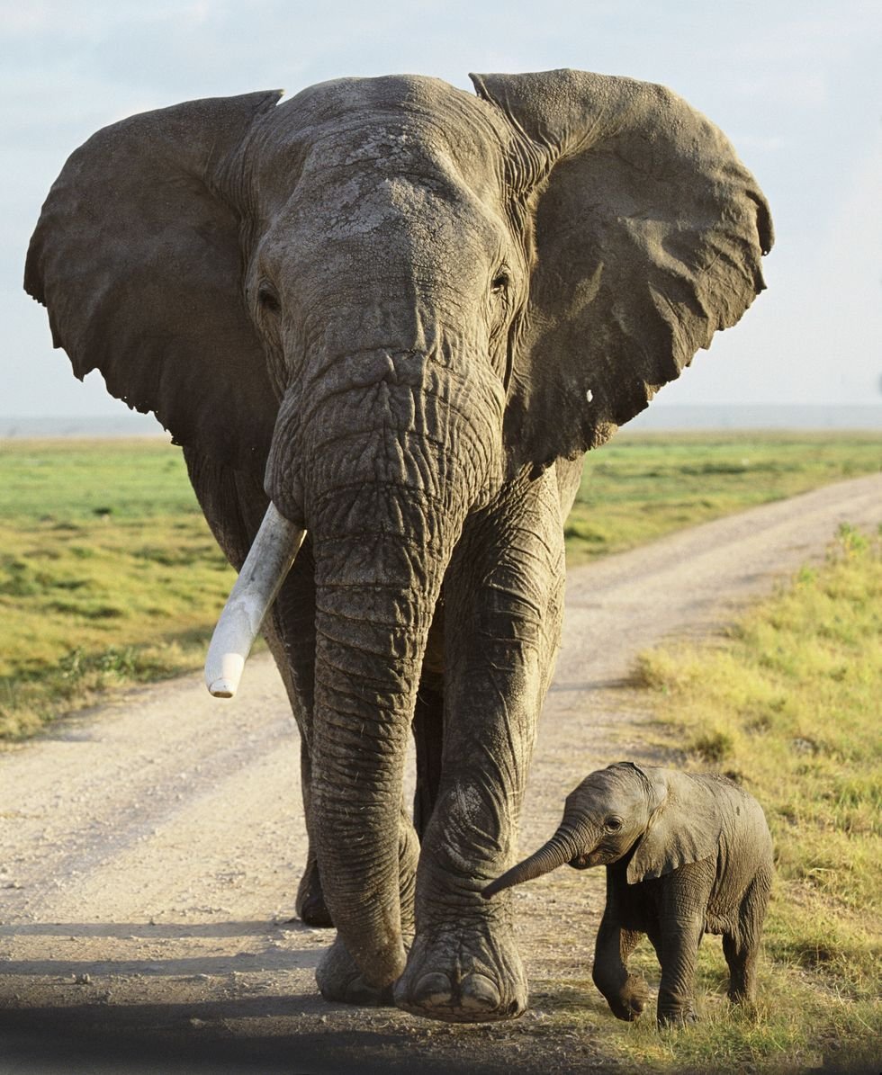 Слон африканский самое. Бивни африканского слона. Африканский саванский слон. Самый большой слон. Дикие слоны.
