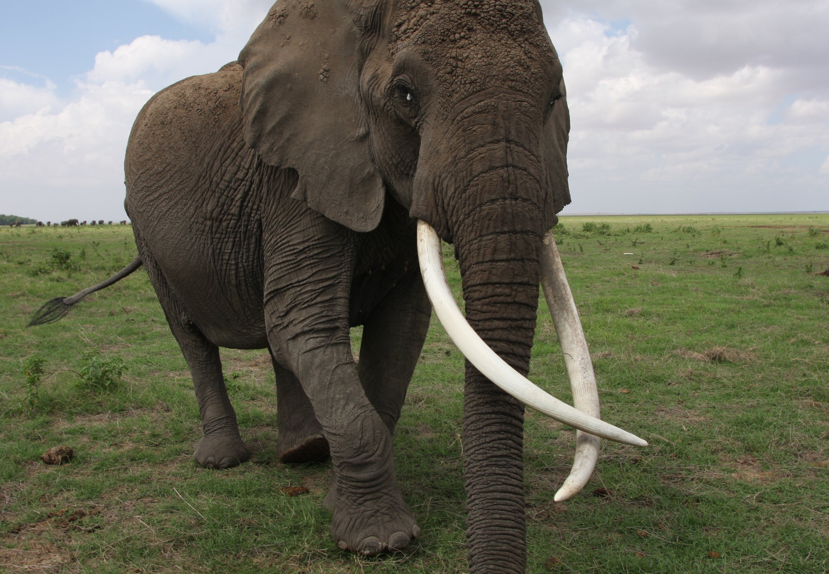 Самый тяжелый слон. Бивни слона. Самый большой слон. Слон с большими бивнями. Самый высокий слон.