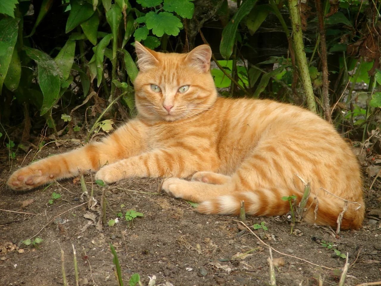Рыжая полосатая кошка. Сибирский гладкошерстный рыжий кот. Сибирская кошка рыжая короткошерстная. Аравийские МАУ рыжие коты. Аравийский МАУ бело рыжий.