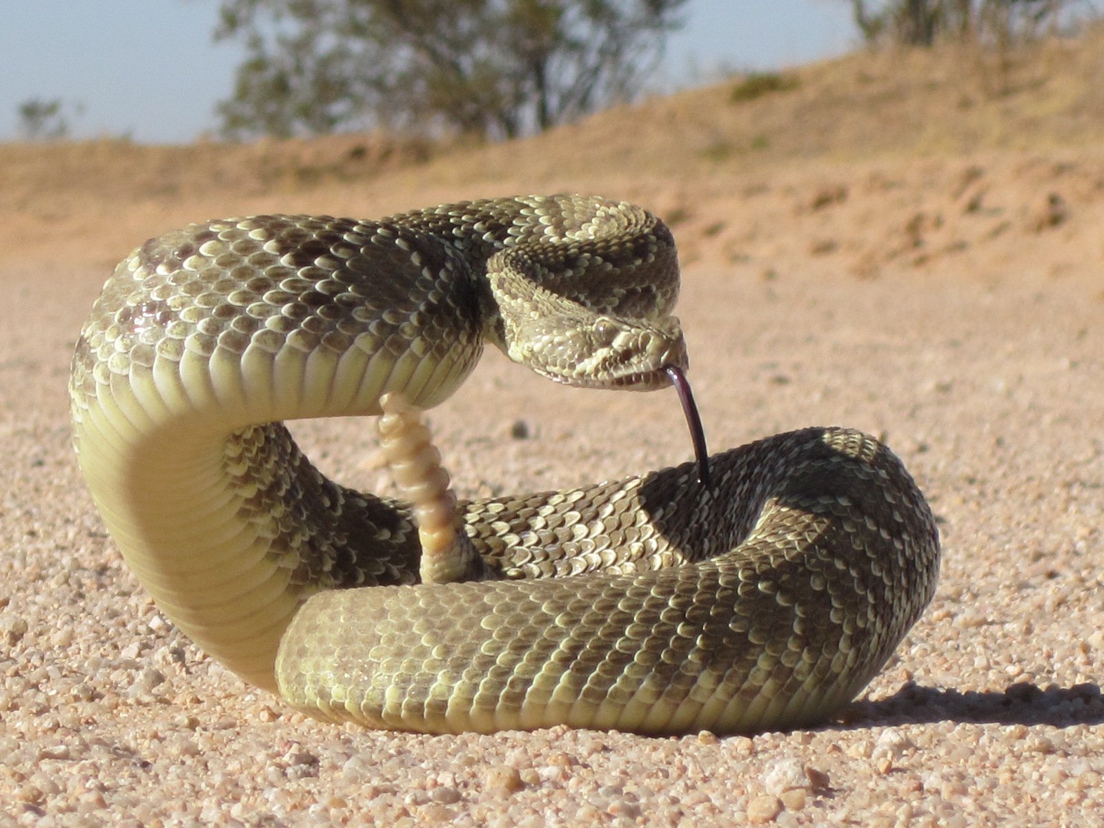 Искушение песчаного змея. Рогатый гремучник змея. Рогатая Песчаная гадюка. Техасский гремучник змея. Змея песчаный гремучник.