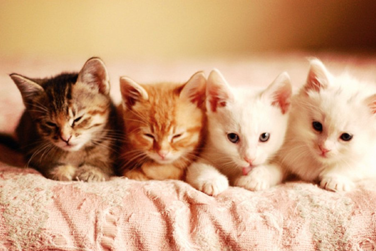 Четверо котов. Милые кошки. Четыре котенка. Красивые котята. Много котят.