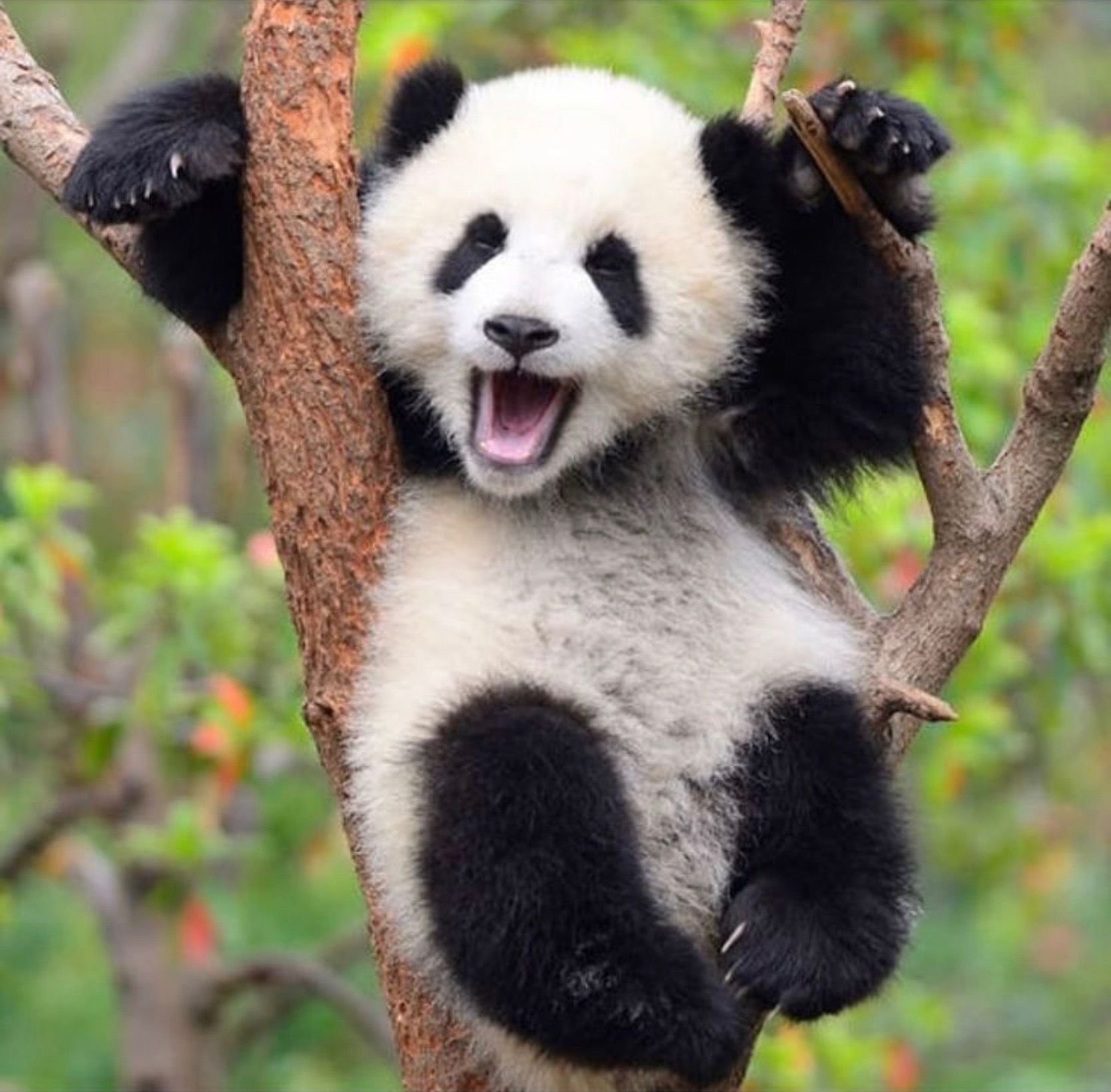 Панда Смешные Картинки