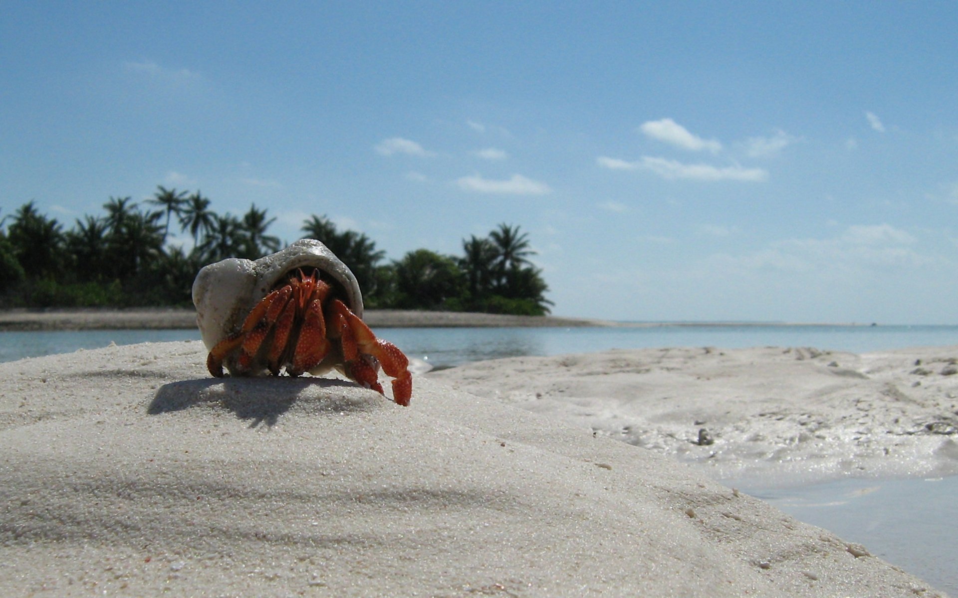 А под пальмой краб. Крабик на пляже. Краб на пляже. Крабы на Мальдивах. Крабики на берегу моря.