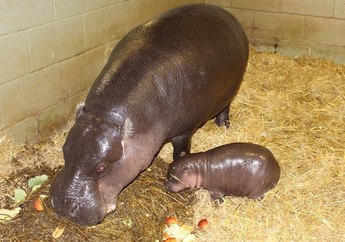 Сколько детенышей бегемота родилось. Критский карликовый Бегемот. Новорожденный карликовый Бегемот. Африканский карликовый Бегемот. Карликовый Бегемот вес.