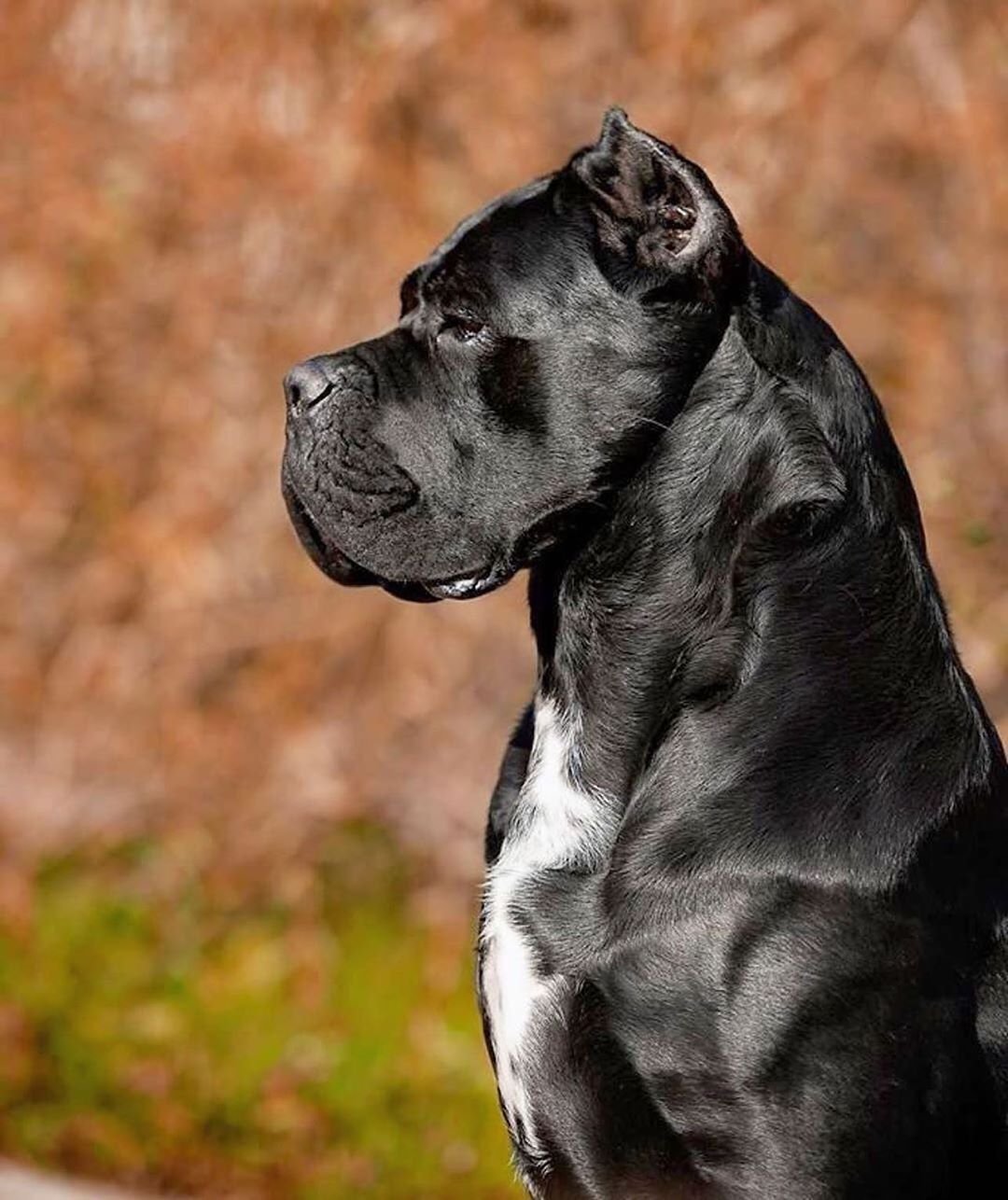 Собаки крупных пород черные. Кане-Корсо породы собак. Канни корсен. Кане Корсо собака. Собака Корсо Кане Корсо.