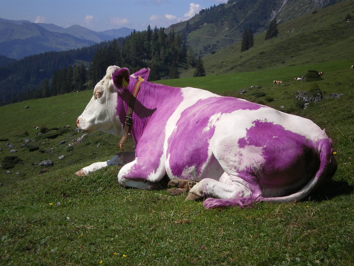 Розовые коровки. Альпийская корова Милка. Альпы корова Милка. Коровы в Швейцарии Милка. Маунт Катадин корова.