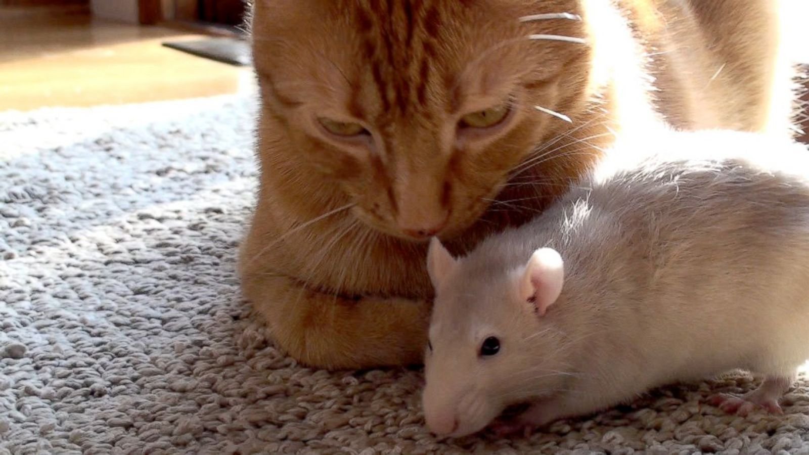 Котенок мышь. Кот и мыши. Кот и крыса. Дружба кошки и мышки. Котик с мышкой.
