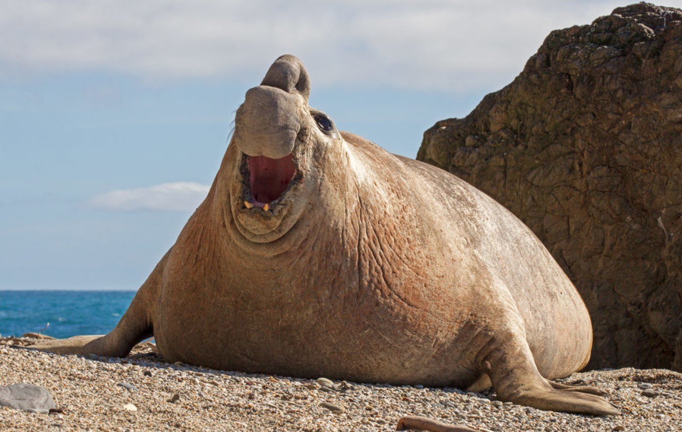 Какое животное самое толстое. Ластоногие морской слон. Mirounga Leonina. Северный морской слон (Mirounga angustirostris). Южный морской слон в Антарктиде.