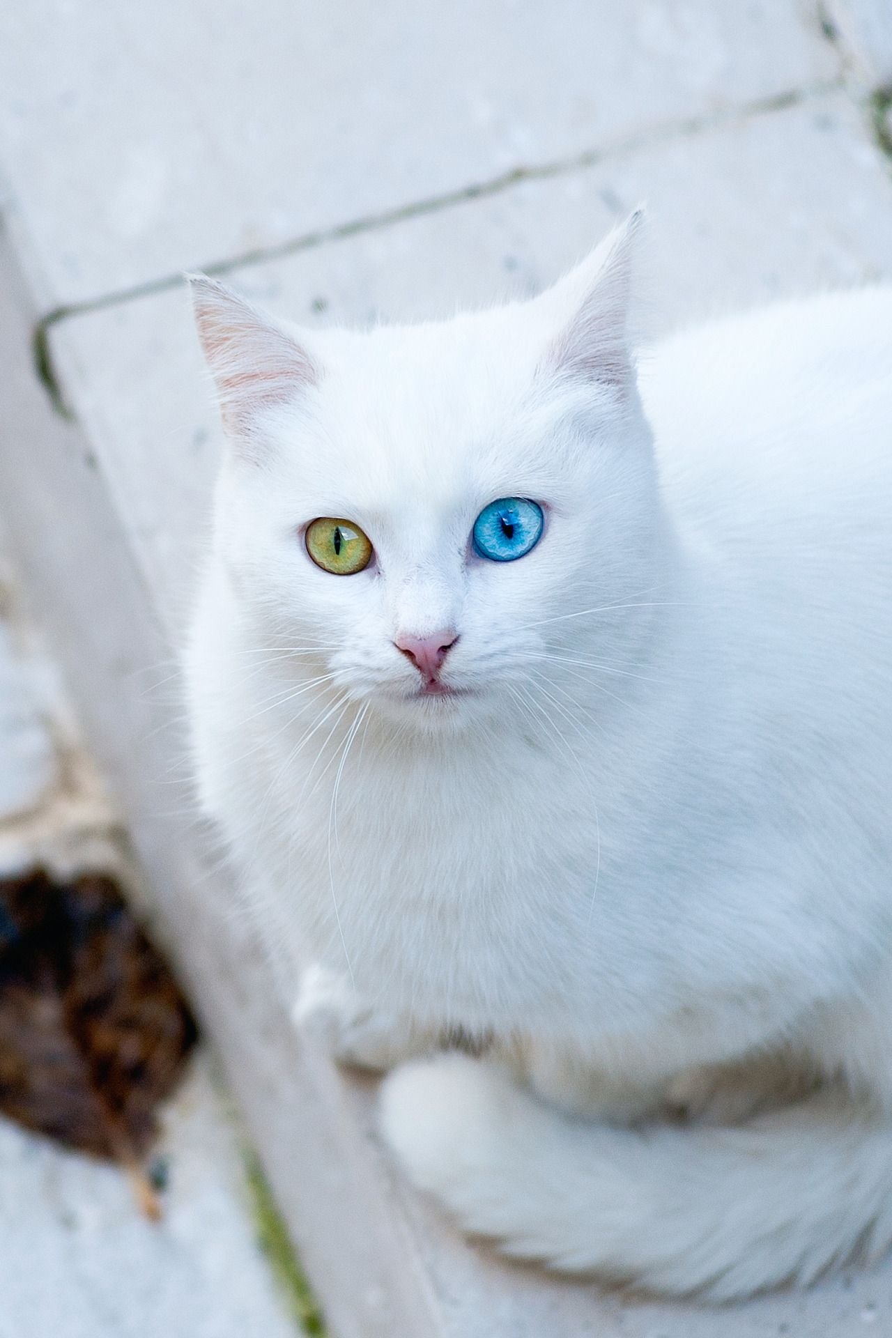 Какая порода белых котов. Турецкая ангора Ван. Ван кедиси порода кошек. Турецкий Ван кедиси белый. Као мани порода кошек.