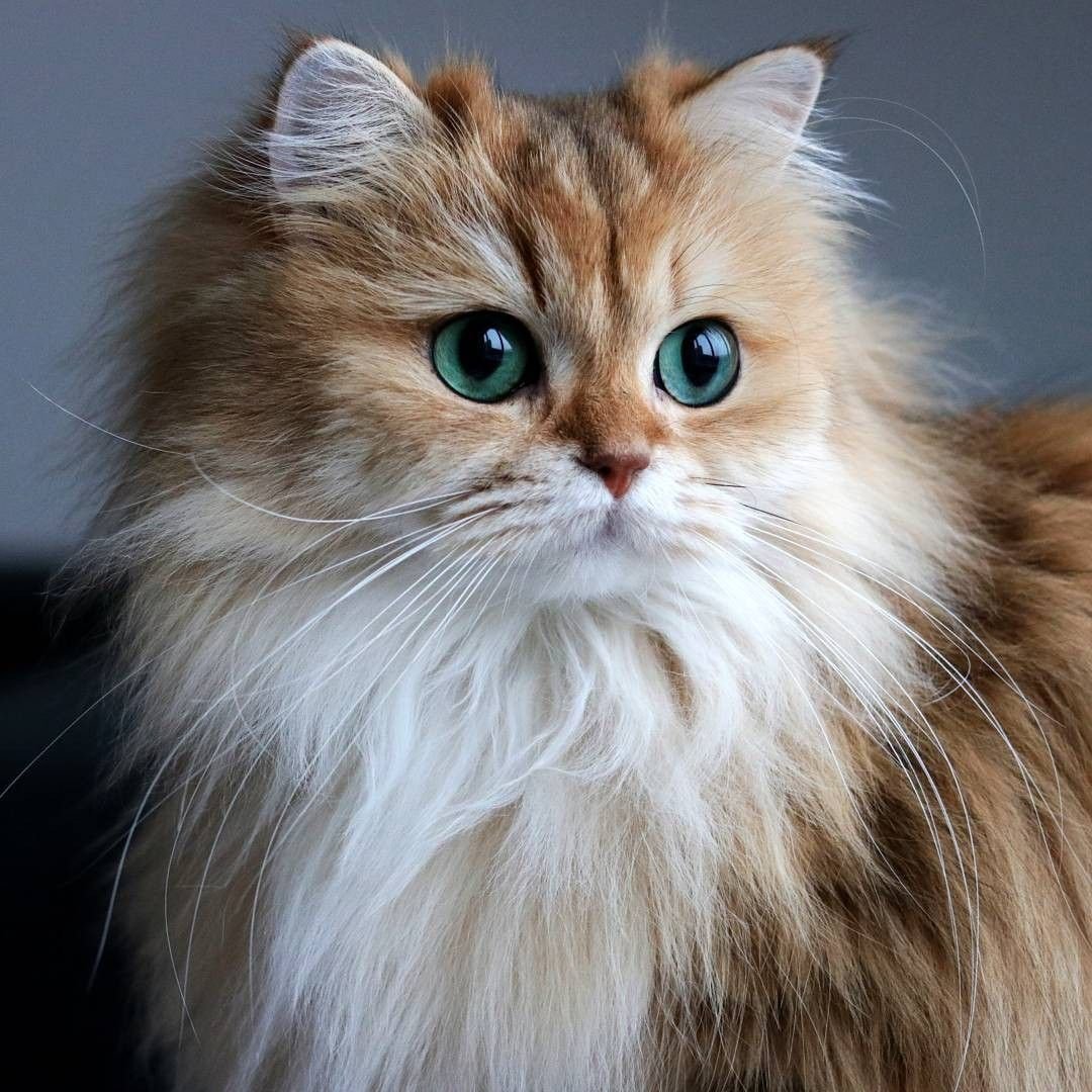 Какие кошки длинношерстные. Персидская Сибирская длинношерстная кошка. Персидская длинношерстная кошка Джуно. Британская длинношёрстная кошка. Британская длинношёрстная кошка рыжая.