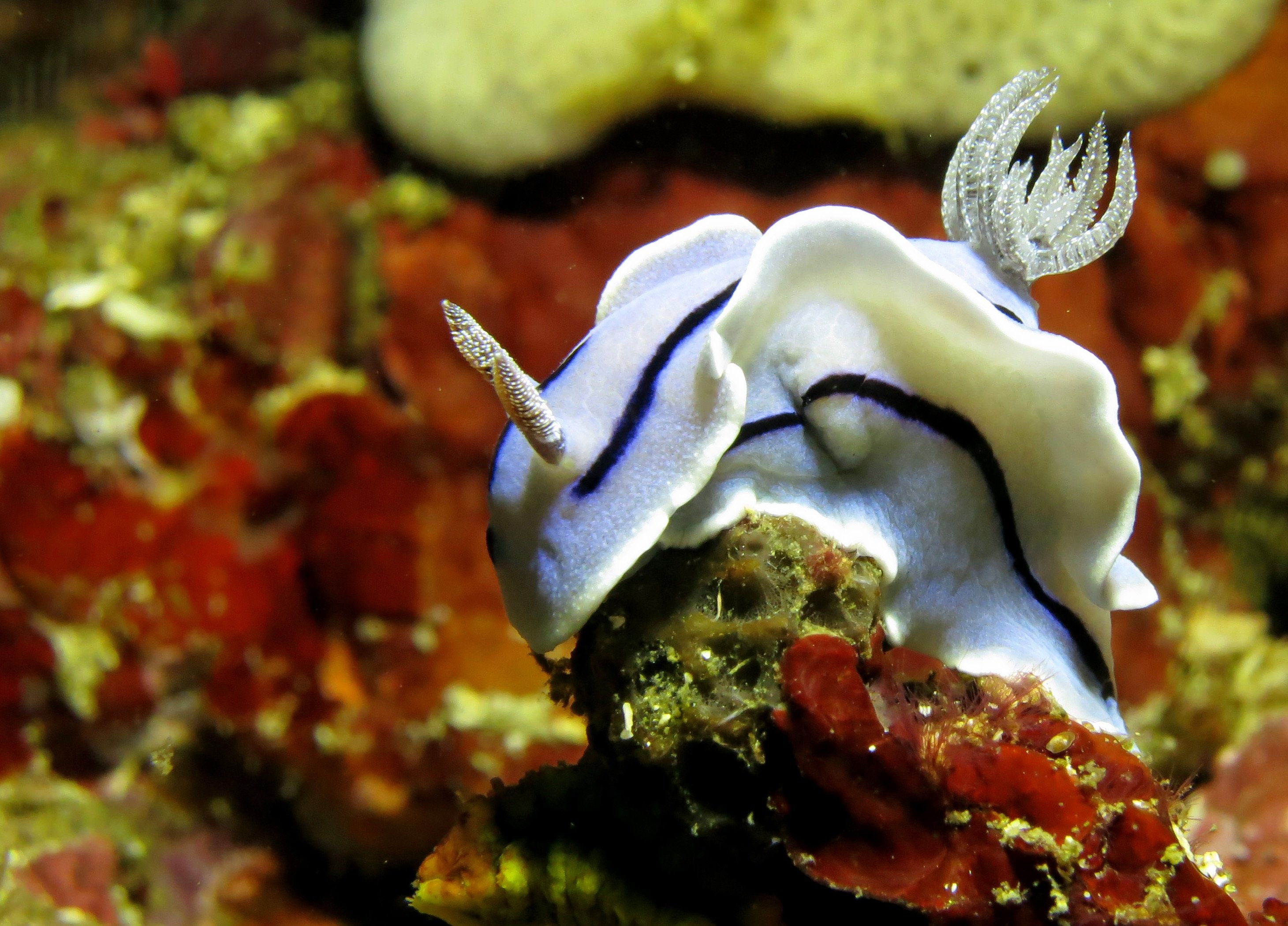 Что бывает морским. Голожаберные моллюски риф. Nudibranch Филиппины. Королевский Стромбус моллюск. Морской Голожаберный моллюск.