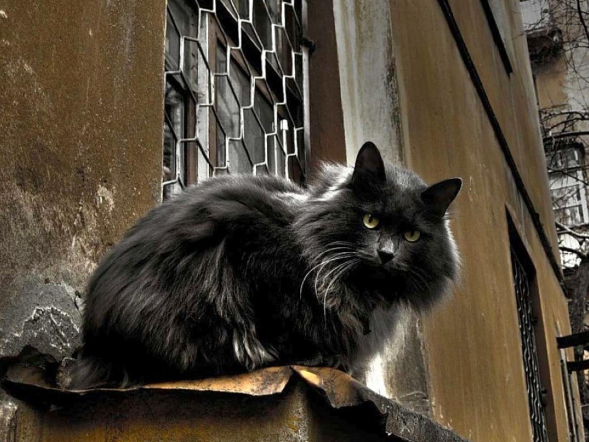 Черная кошка россия. Чёрный кот. Черный уличный кот. Черные коты уличные. Черная кошка на улице.