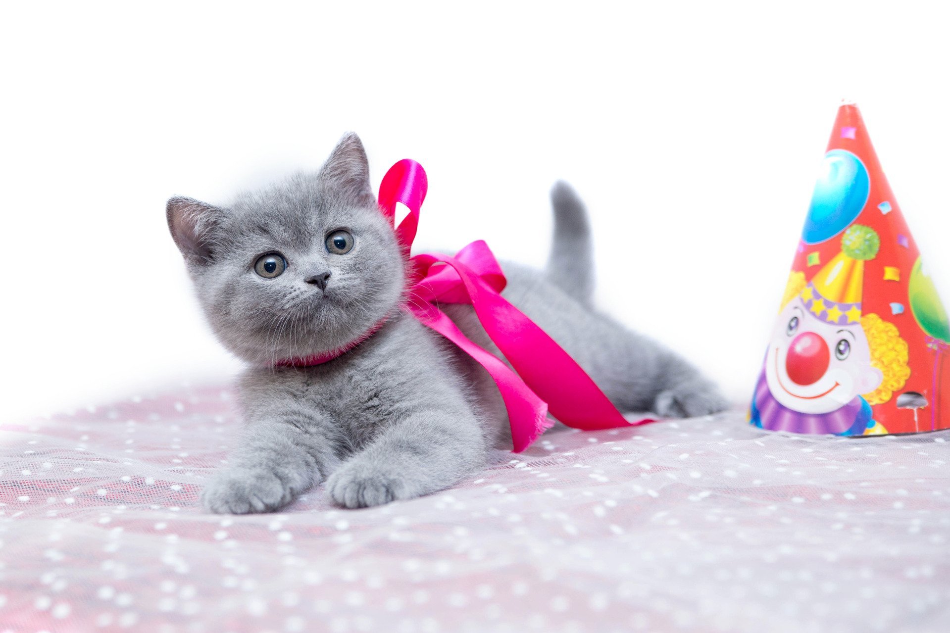 Открытки с рождением котят. Котенок. Котенок с подарком. Британские котята. С днём рождения с котиками.