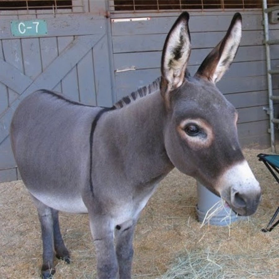 Tj Donkey Show
