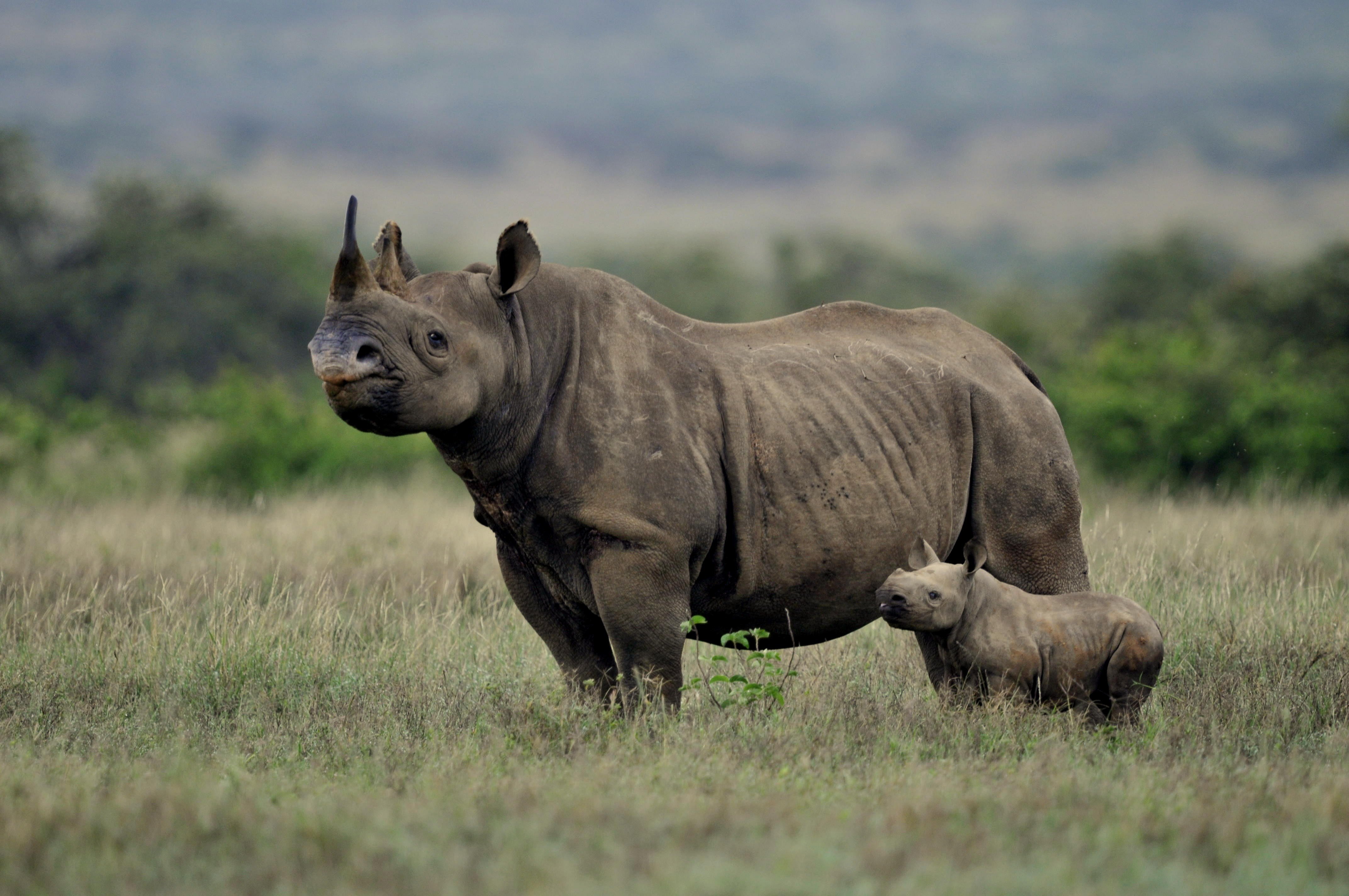 Страна носорогов. Национальный парк Серенгети носороги. Камерунский черный носорог. Яванский носорог. Индийский носорог.