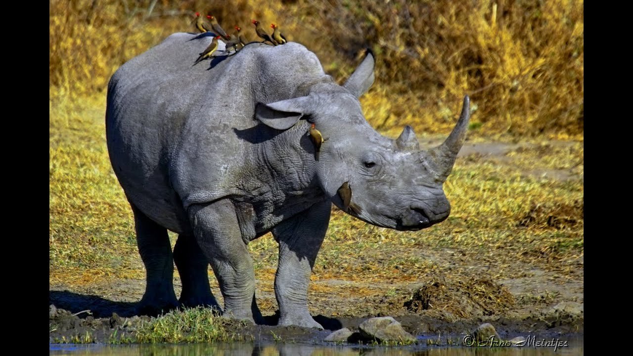 Воловьи птицы и носорог тип. Африканский черный носорог. Комменсализм носорог. Воловьи птицы и носорог.