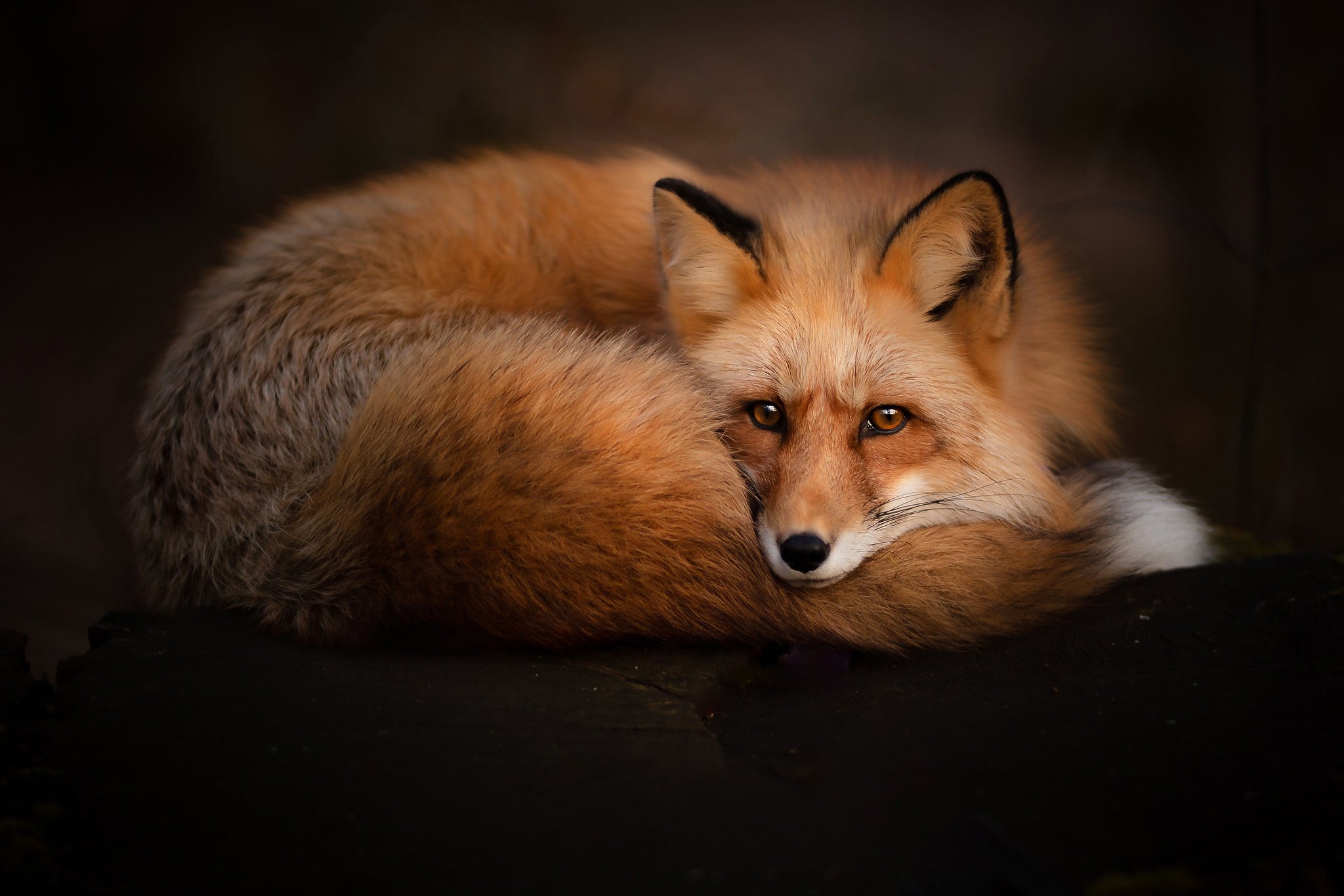 K fox. Лисичка Патрикеевна Полярная. Красивые лисы. Лиса картинка. Мордочка лисы.