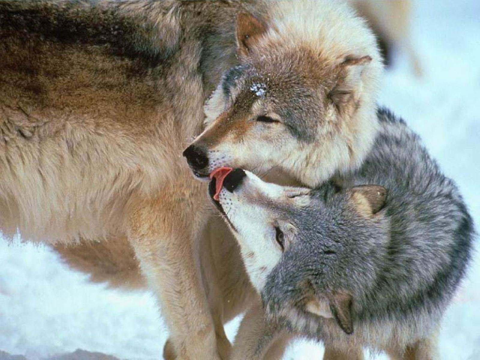 Полюбить волка. Влюбленные волки. Волчья любовь. Волк и волчица. Волк и волчица любовь.