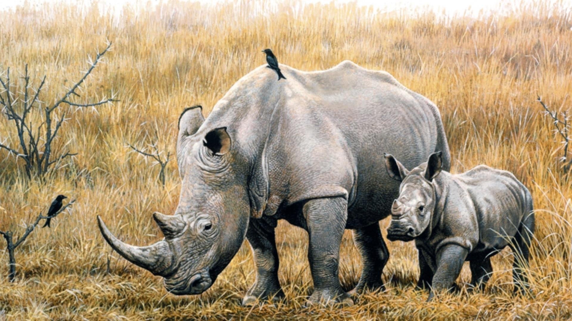 Воловьи птицы и носорог тип. Африканский носорог. Носорог для детей. Носорог картина. Носорог для дошкольников.