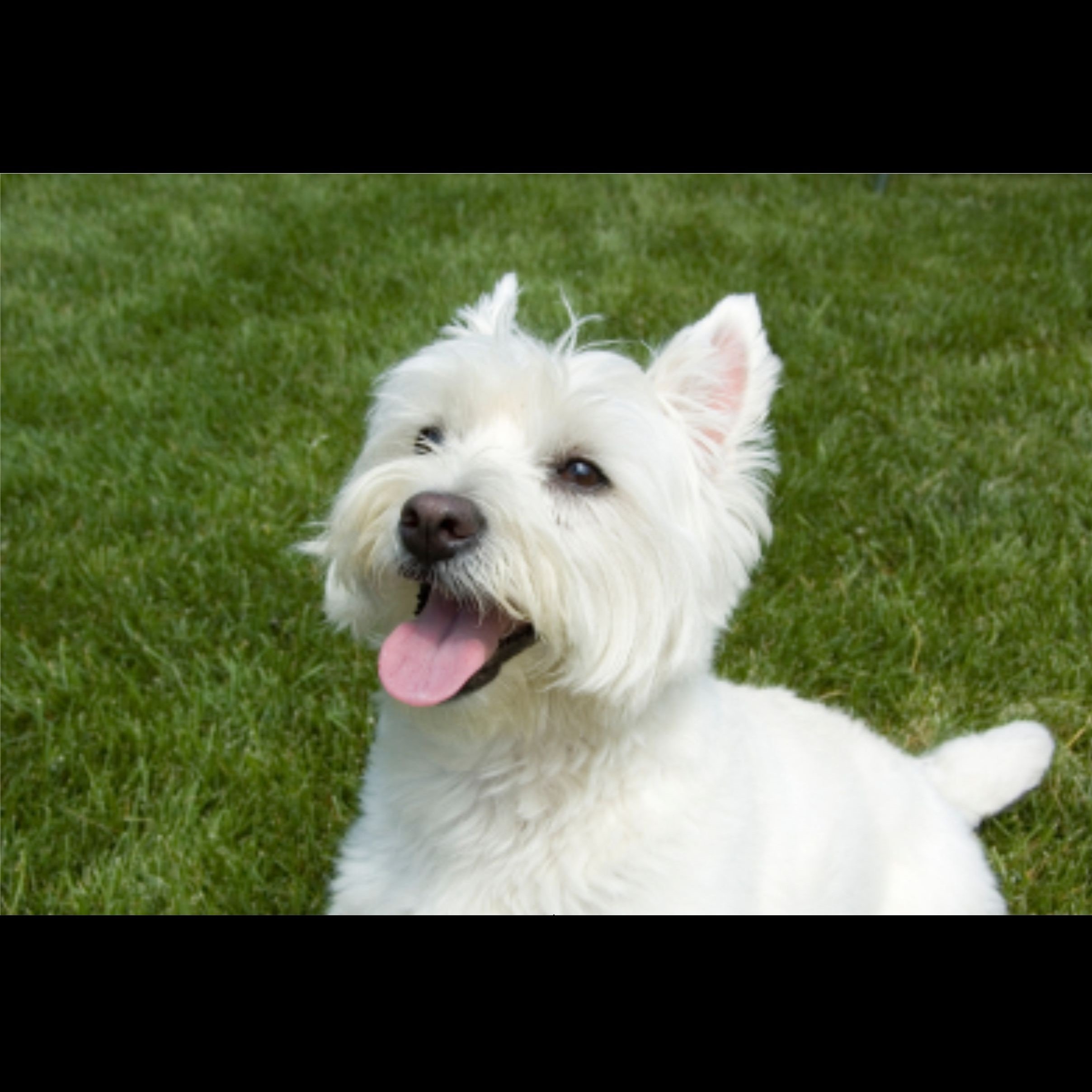 Порода собак в рекламе. Порода Вест-хайленд-Уайт-терьер. Вест хайленд Блэк терьер. West Highland White Terrier.