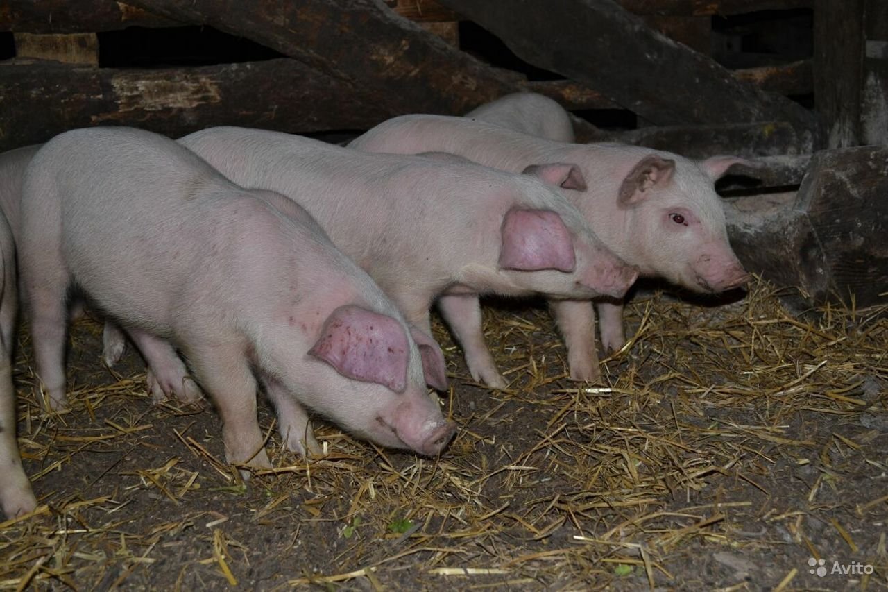 Авито продажа свиней. Ландрас (порода свиней). Порода свиней датский ландрас. Поросята ландрас 2 месяца. Поросята ландрас 1,5 месяца.