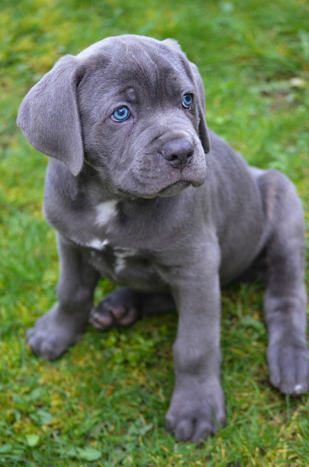 Собака голубого окраса. Кане Корсо. Кане Корсо серый. Кане Корсо щенок. Кане Корсо голубой.