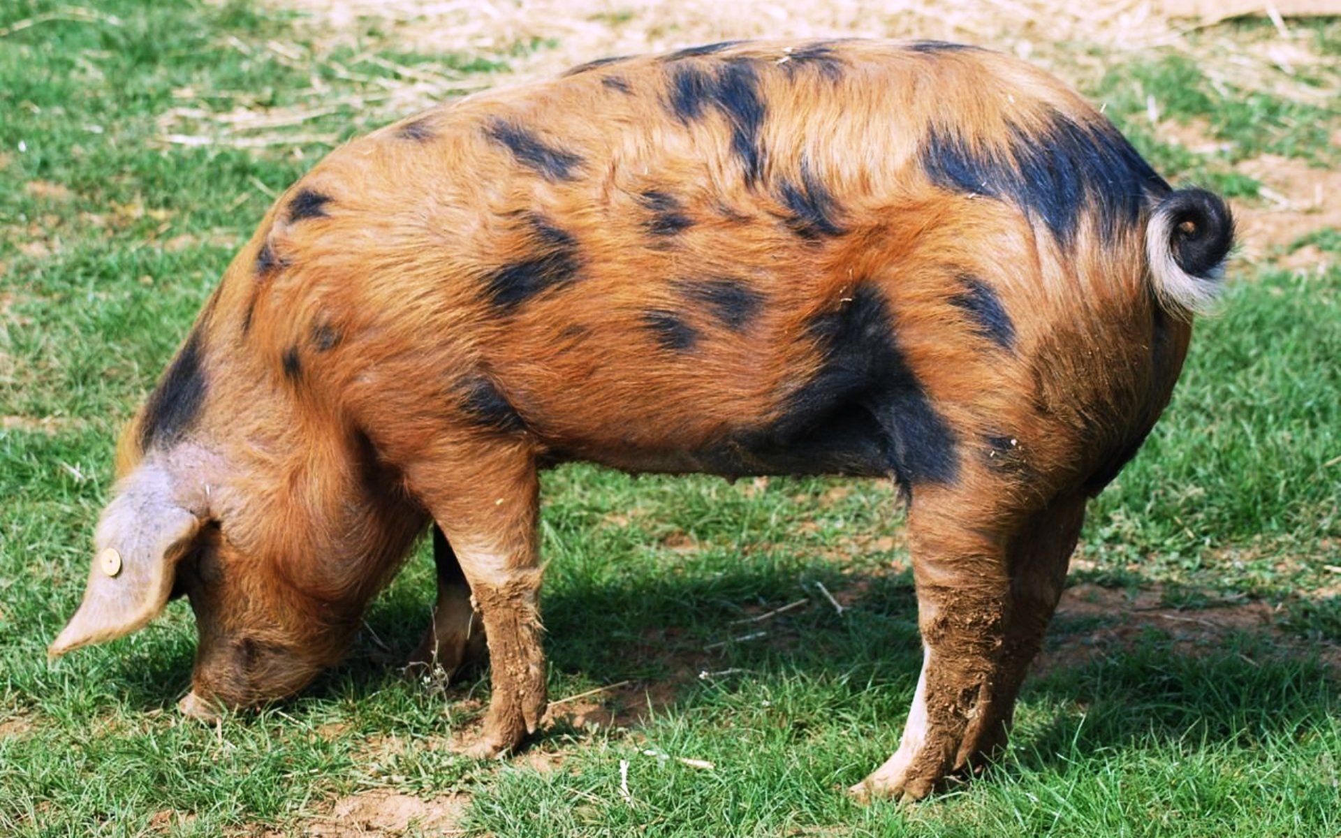 Свиньи датской. Беконная порода свиней. Свиньи породы Оксфорд Сэнди. Свинья дюрок пятнистый. Хряк дюрок.