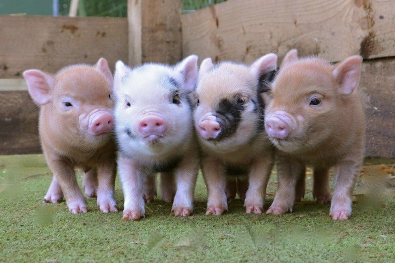 Среди свиней