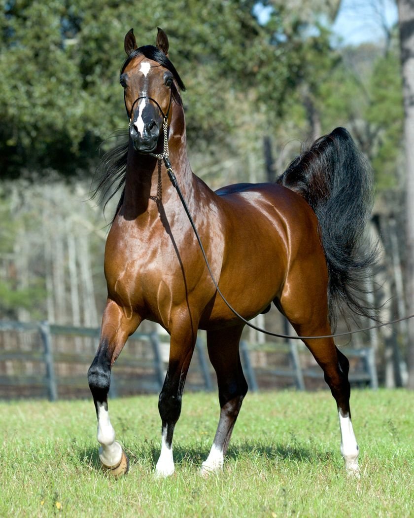 Золотисто гнедая. Кохейлан-сиглави. Кохейлан арабская лошадь. Гнедой арабский скакун. Арабская лошадь (арабская чистокровная лошадь).