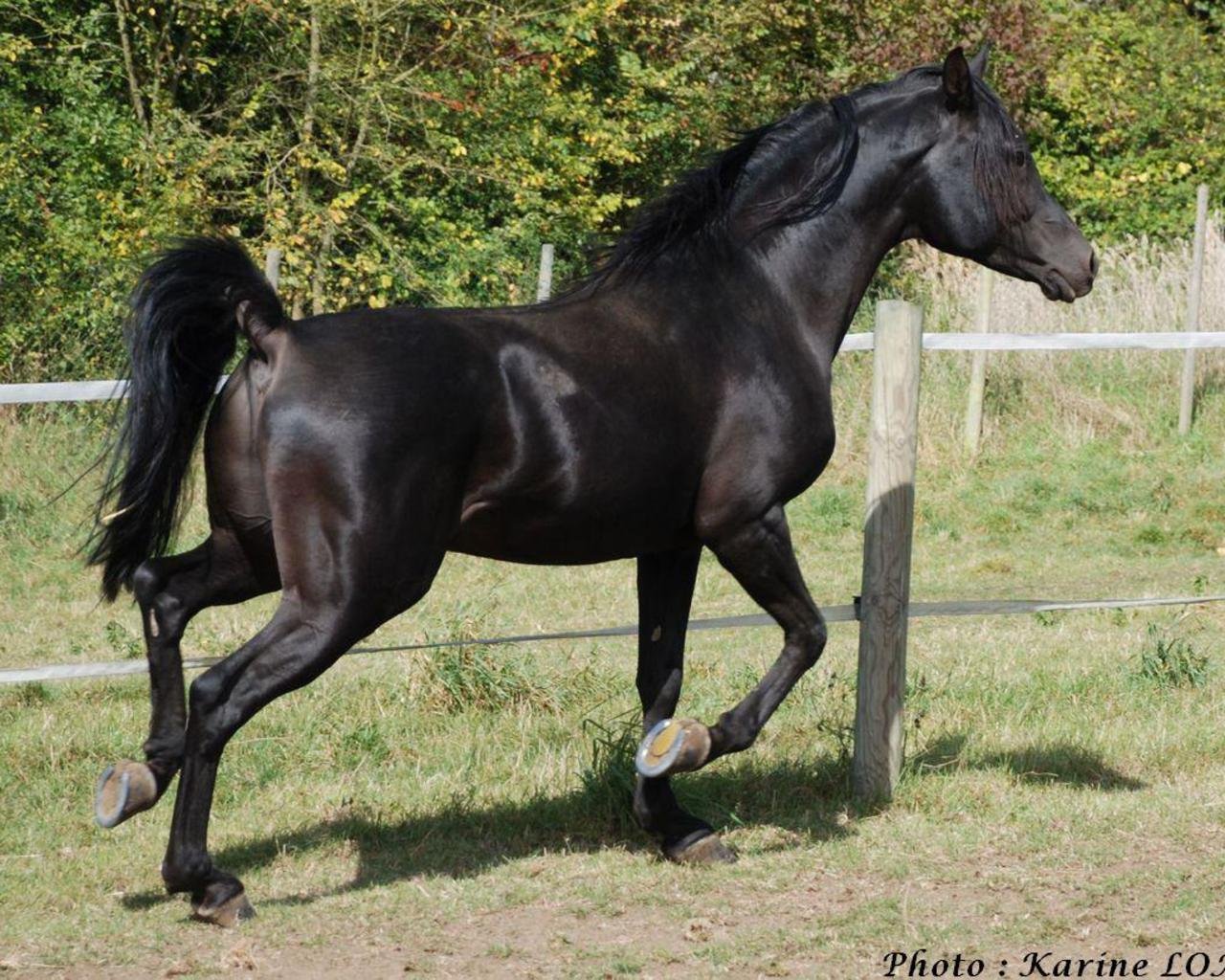 Рассмотрите фотографию черной лошади породы кабардинская. Англо-Кабардинская лошадь. Кабардинская порода лошадей. Англо карачаевская порода лошадей. Карачаевская порода лошадей.