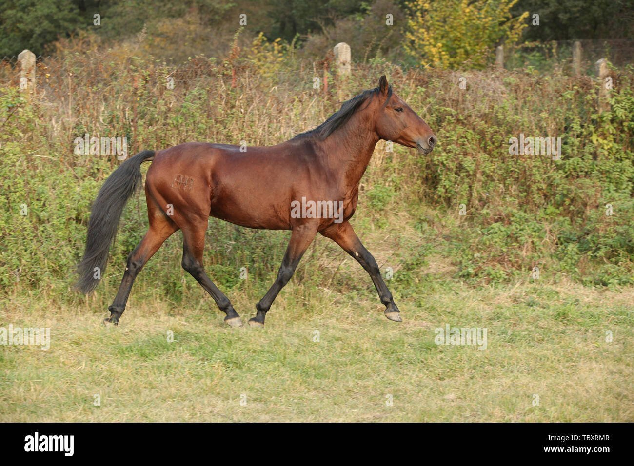 Кабардинская лошадь масть. Кабардин лошадь. Кабардинская порода лошадей рыжая. Кабардинская лошадь гнедая. Рыжий Кабардинец порода лошади.