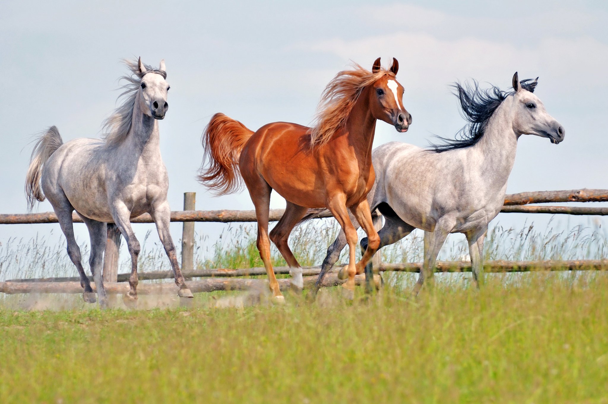 Три лошадки. Лошадь бежит. Три лошади. Табун лошадей. Табун красивых лошадей.