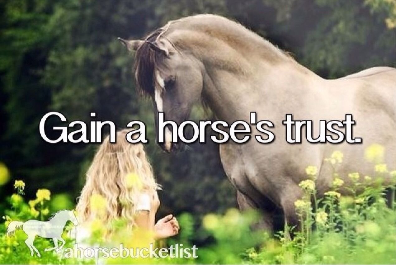 Добрая лошадка. Лошади обнимаются. Добрая лошадь. Обнимашки с лошадью. Обнимает лошадь.