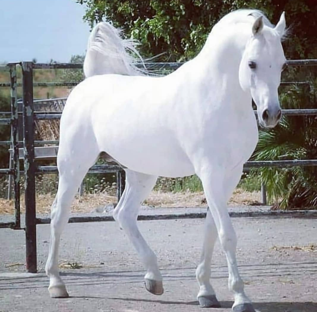 Белоснежные лошадки. Порода лошади арабская Мустанг. Фризская лошадь альбинос. Арабская лошадь альбинос. Липицианская порода лошадей.