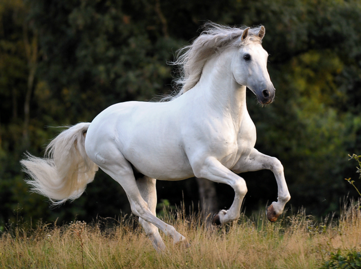 Пегий Лузитано. Лошадь породы Томпсон. Липицианская порода лошадей. Лошадь породы Камарилло.