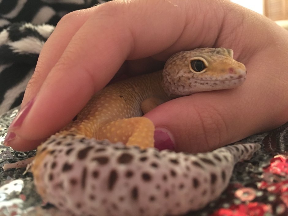 Эублефар so cute