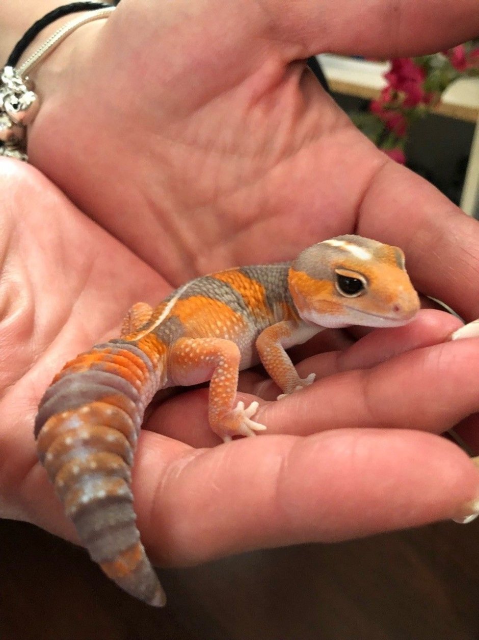 Кошачий геккон