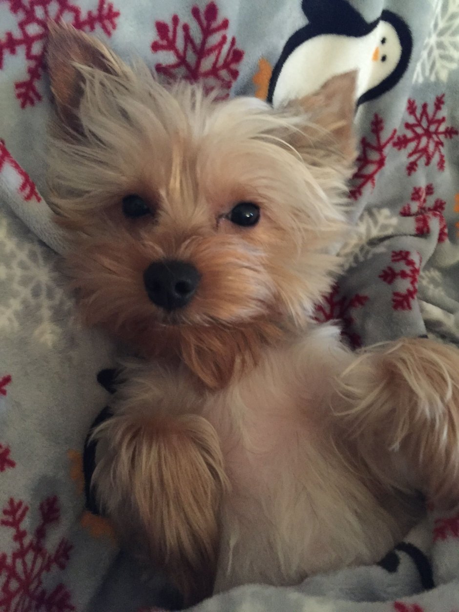 Йоркширский терьер смесь